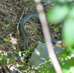 Masticophis schotti ruthveni