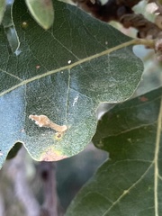 Atrusca clavuloides