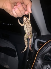 Lithobates berlandieri
