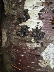 Jackrogersella multiformis