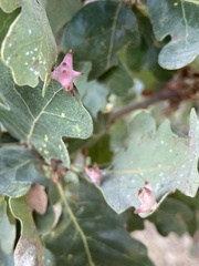 Cynips douglasii