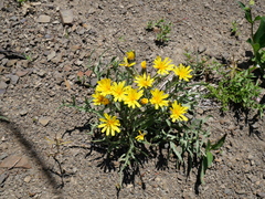 Crepis occidentalis