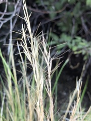 Aristida purpurea