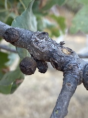 Disholcaspis eldoradensis
