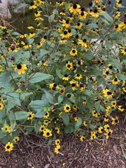 Rudbeckia