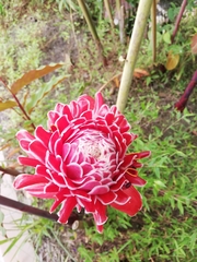 Etlingera elatior