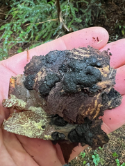 Jackrogersella multiformis