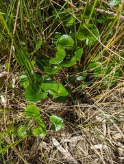 Ornduffia reniformis