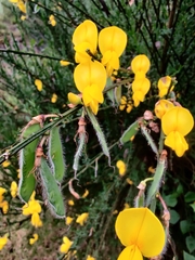 Cytisus scoparius