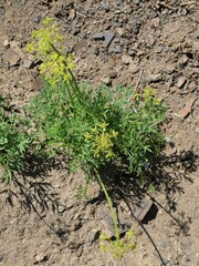 Lomatium brandegeei
