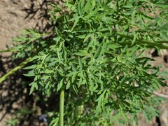 Lomatium brandegeei