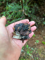 Jackrogersella multiformis