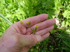 Ranunculus uncinatus