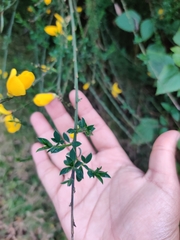 Cytisus scoparius