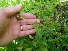 Ranunculus uncinatus