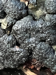 Jackrogersella multiformis