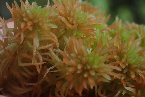 Image of Sphagnum rubiginosum by no rights reserved