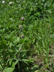 Fritillaria affinis