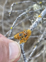 Polycauliona polycarpa