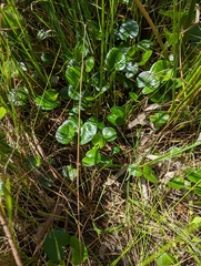 Ornduffia reniformis