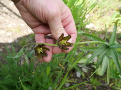 Fritillaria affinis