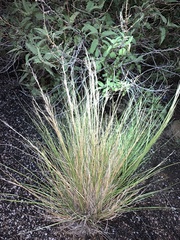 Aristida purpurea