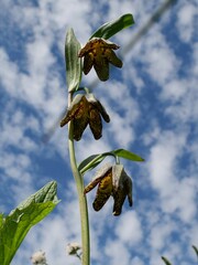 Fritillaria affinis