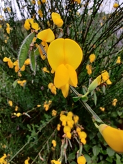 Cytisus scoparius