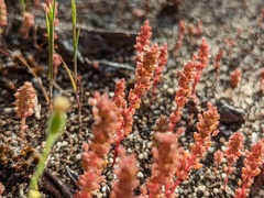 Crassula sieberiana