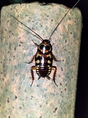 Blattinae