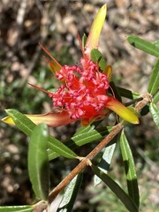 Lambertia formosa