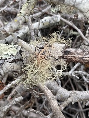 Usnea rubicunda