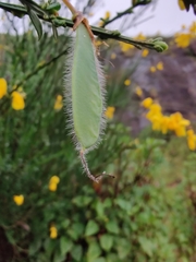 Cytisus scoparius