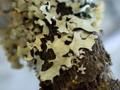 Hypotrachyna sinuosa