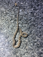 Pantherophis emoryi