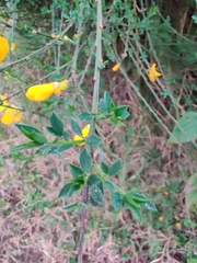 Cytisus scoparius