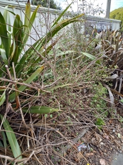 Plagianthus regius