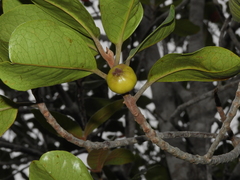 Austrobuxus clusiaceus