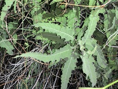 Ambrosia ambrosioides