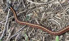 Thamnophis elegans terrestris