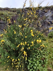 Cytisus scoparius