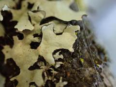 Hypotrachyna sinuosa