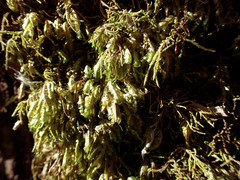 Homalia trichomanoides