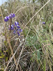 Lupinus pubescens
