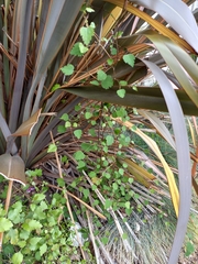 Plagianthus regius