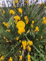 Cytisus scoparius