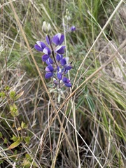 Lupinus pubescens