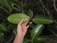 Austrobuxus clusiaceus