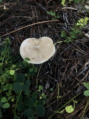 Melanoleuca