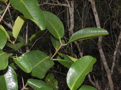 Austrobuxus clusiaceus
